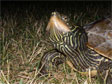 the map turtle (tortue géographique), Graptomys geographica, taken in Rapide de Cheval Blanc ecoterritory in the spring of 2005.